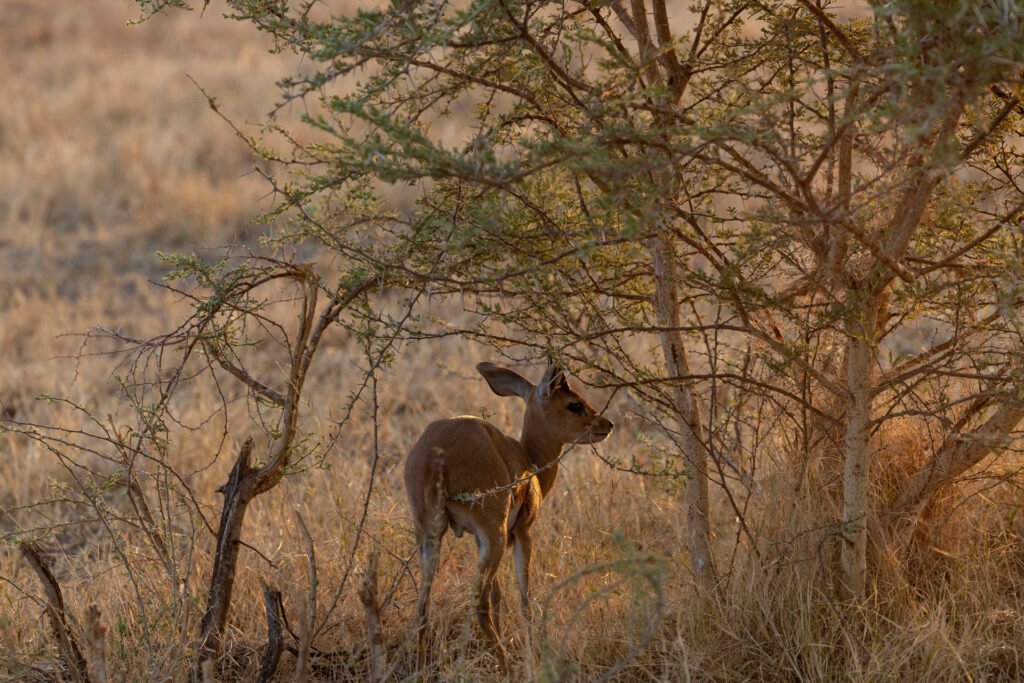 4 Nights Victoria Falls, Chobe, and Hwange Package
