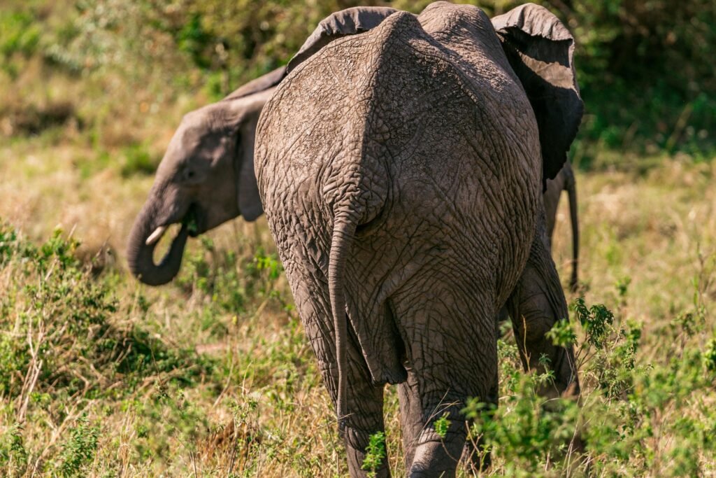 Back view of wild elephant walking in grassy savanna near green shrubs in summer