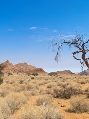 Bare Tree on Desert Land