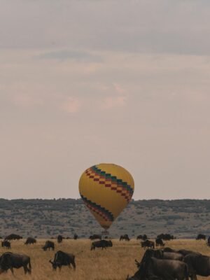 Colorful hot air balloon landing on savanna with herd of wildebeests pasturing in Serengeti national park Tanzania Africa