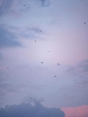 Free stock photo of acacia, africa, african