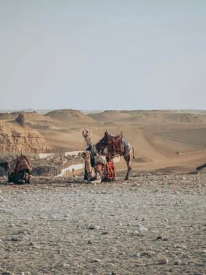 Full body cute camels in colorful saddles resting on sandy desert dunes during hot day