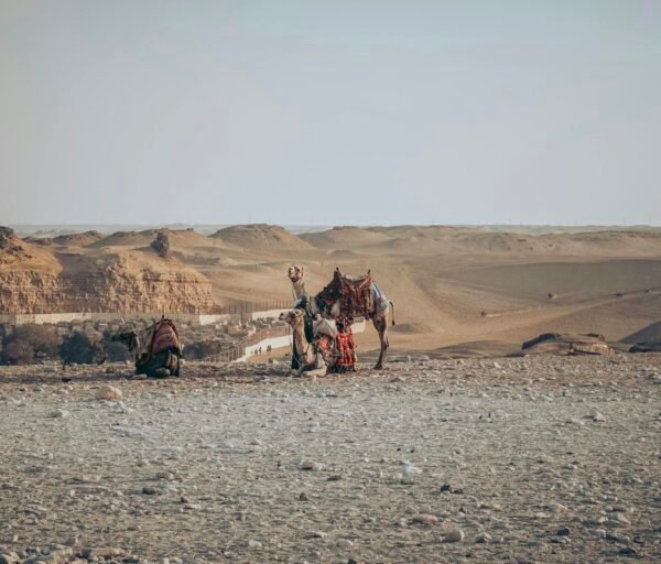 Full body cute camels in colorful saddles resting on sandy desert dunes during hot day