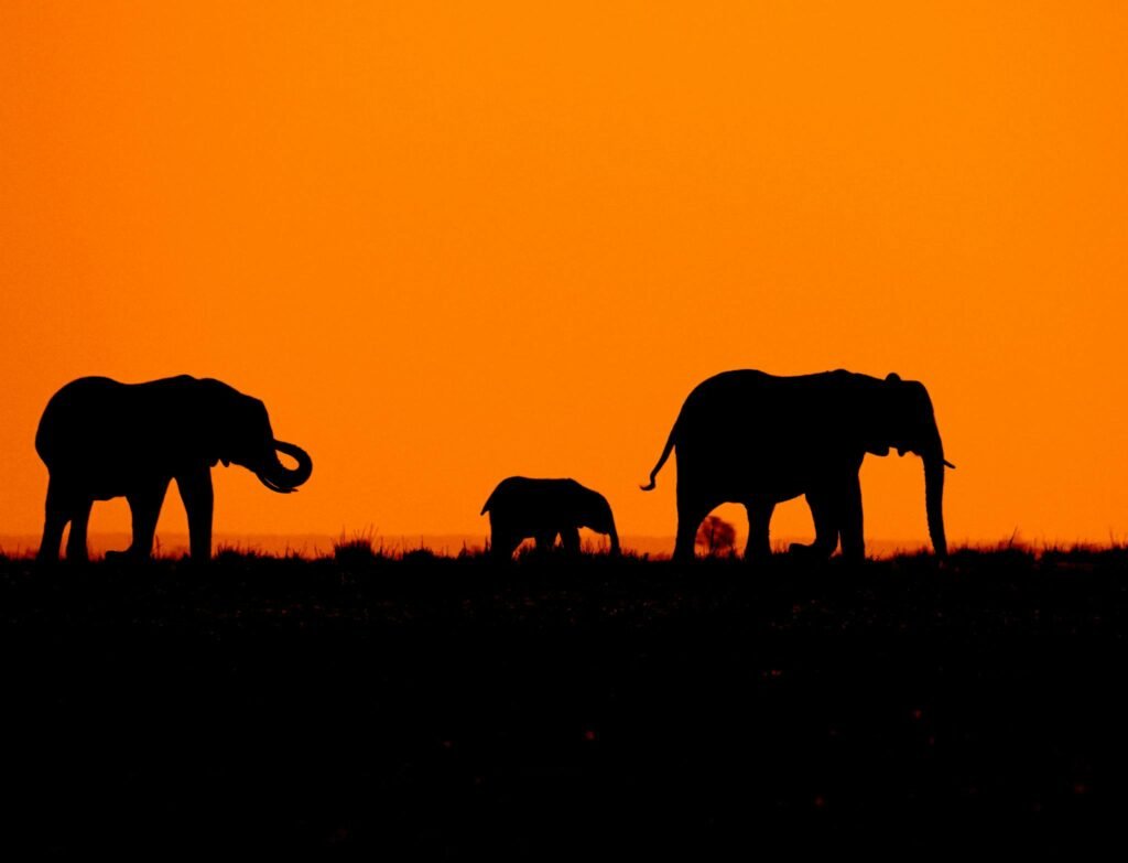 Silhouette of Elephant on Grass Field during Sunset