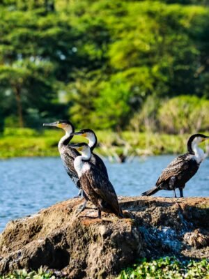 Two White Birds on Brown Rock Near Body of Water