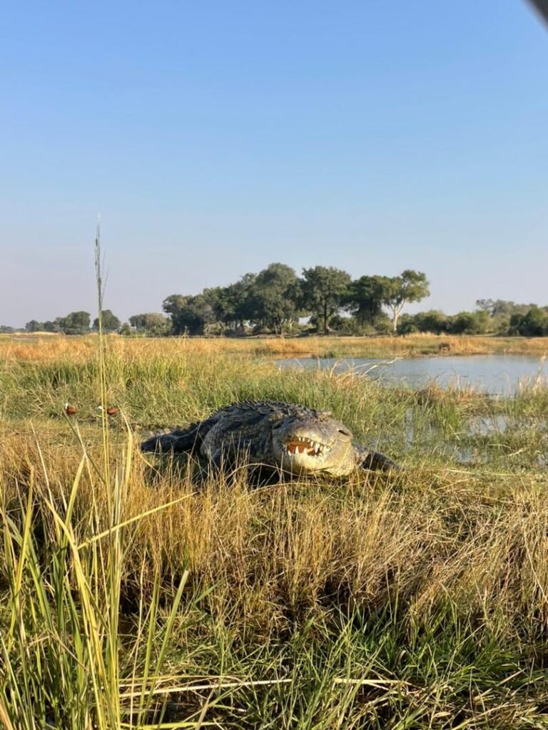 Chobe Day Trip
